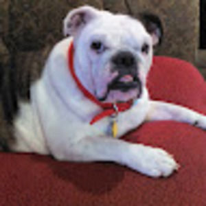 Meet your Posher, Susan